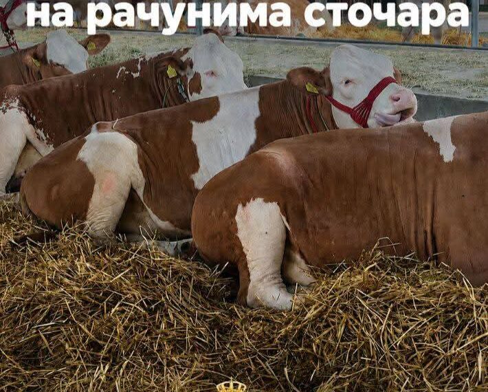 Почела достава решења за подстицаје у сточарству – исплате ускоро на рачунима пољопривредника